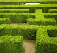 hedge