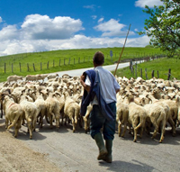 herd herd