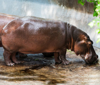 hippopotamus