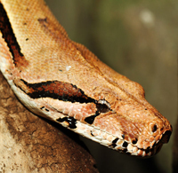 hiss