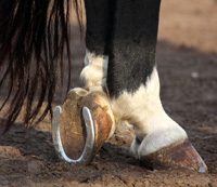 hoof