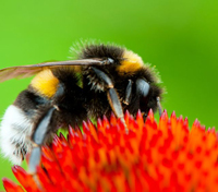 humble bee