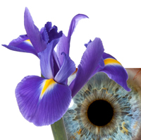 iris