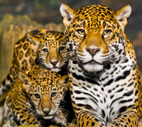 jaguar