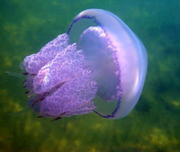 jellyfish