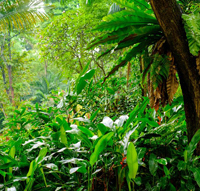jungle jungle