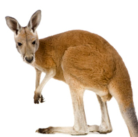 kangaroo