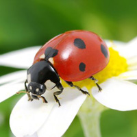 ladybird