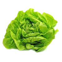 lettuce