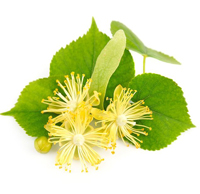 linden