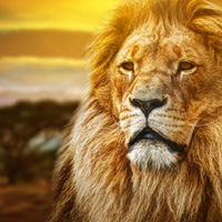lion