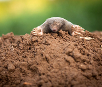 molehill