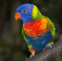multicolored