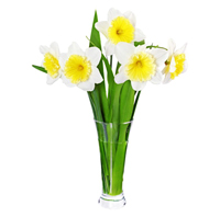 narcissus