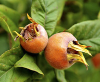 naseberry