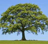 oak