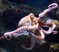 octopus