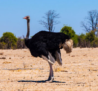 ostrich