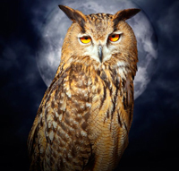 owl