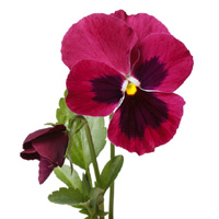 pansy