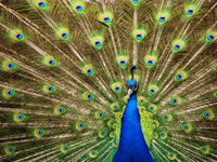 peacock