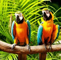 perch