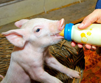 piggy