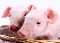 piglet