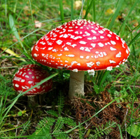 poisonous