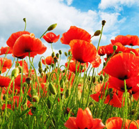 poppy