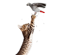 pounce on sth/sb pounce on sth/sb