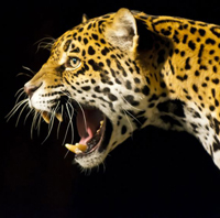 predator