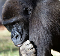 primate
