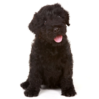 pup