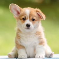 puppy