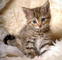 pussycat
