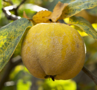 quince apple