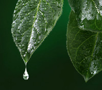 raindrop