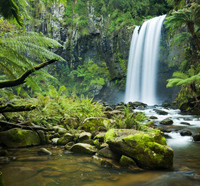 rainforest