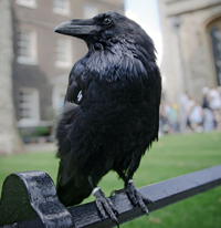 raven