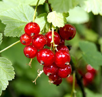 redcurrant