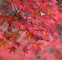 redness