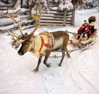 reindeer
