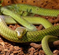reptile