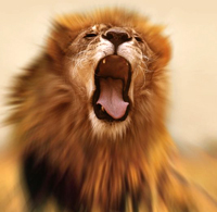 roar