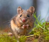 rodent