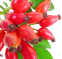 rose hip