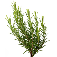 rosemary