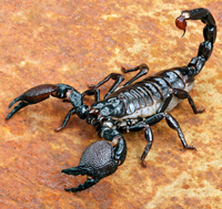 scorpion