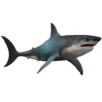 shark